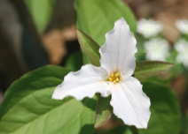 Trillium Montessori in Cary, NC Wild Flower Photo