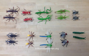 Matching Insects at Trillium Montessori 