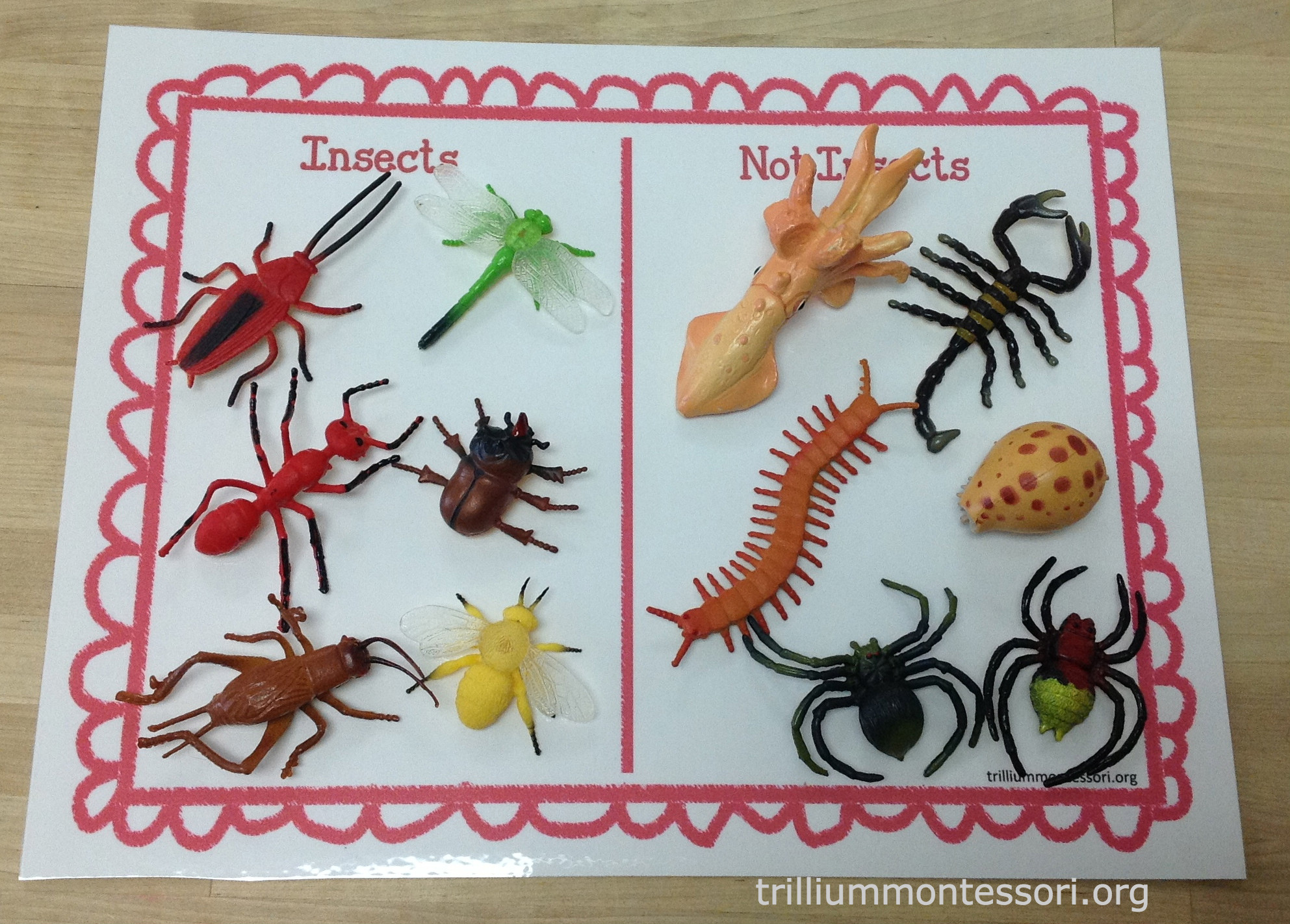 Learning About Bugs - Montessori Inspiration at Home