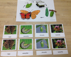 Life Cycle of a Butterfly at Trillium Montessori