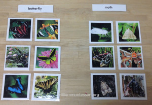 Sorting Moths and Butterflies at Trillium Montessori