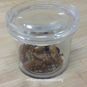 Cicada specimens 