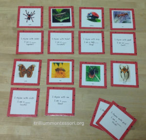 Bug Rhyming Riddles at Trillium Montessori