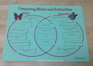 Comparing Moths and Butterflies Venn Diagram at Trillium Montessori