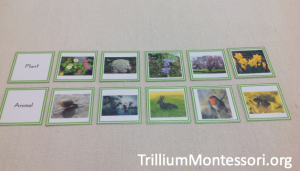 Spring Plant and Animal Sorting Cards